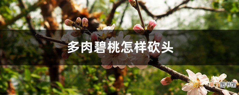 多肉碧桃怎样砍头