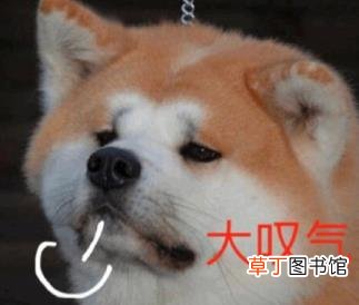 什么动作让狗知道你喜欢它 狗狗为什么叹气