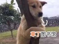 什么动作让狗知道你喜欢它 狗狗为什么叹气