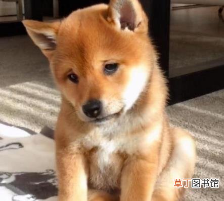什么动作让狗知道你喜欢它 狗狗为什么叹气