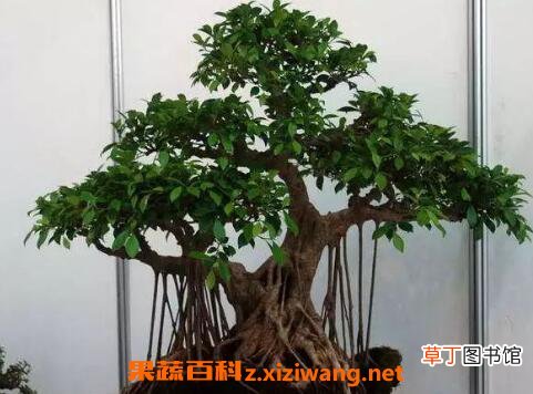 榕树盆景怎么养 榕树盆景的养殖方法和注意事项
