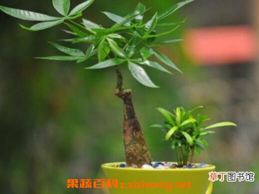 发财树怎么养才茂盛 发财树怎么养才长得好