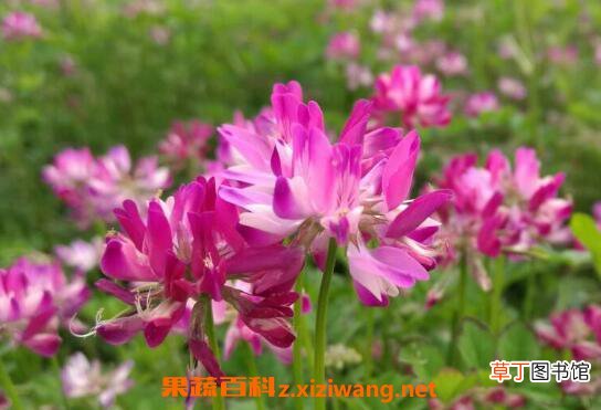 紫云英的功效与作用
