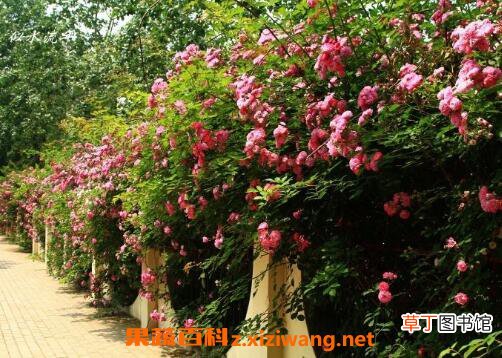 蔷薇花图片和养殖技巧 蔷薇花什么时候种植
