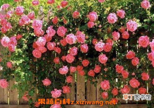 蔷薇花图片和养殖技巧 蔷薇花什么时候种植
