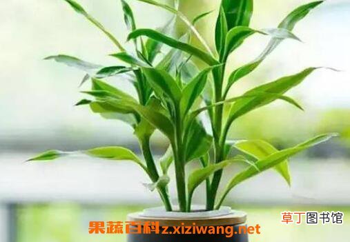 富贵竹怎么养土养殖 富贵竹土养方法