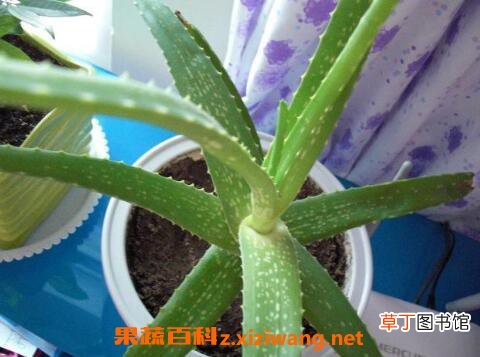 芦荟怎么养才长得好 芦荟怎么养才能更旺盛