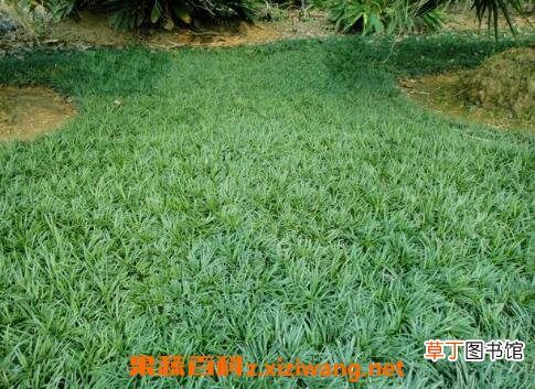 玉龙草的功效与作用