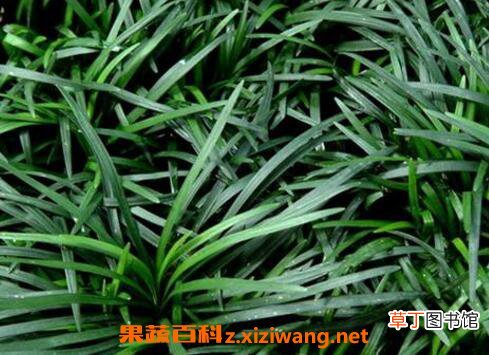 玉龙草的功效与作用