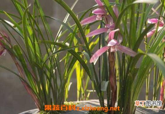 兰花怎么养 养殖兰花的技巧和注意事项