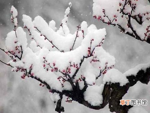 梅花王安石是白梅还是红梅