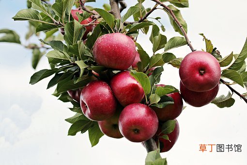 苹果与什么食物相克