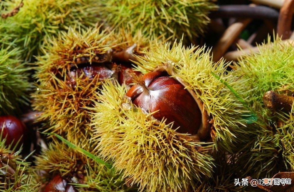 栗子怎么保存 板栗正确保存方法