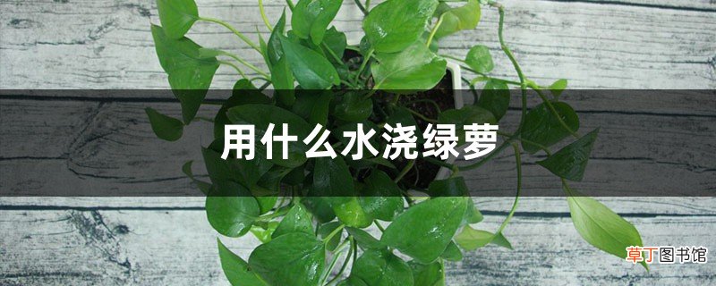 用什么水浇绿萝