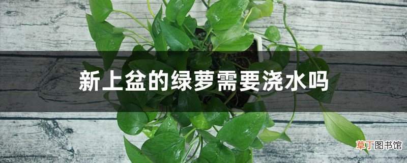 新上盆的绿萝需要浇水吗