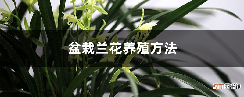 盆栽兰花养殖方法