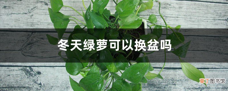 冬天绿萝可以换盆吗