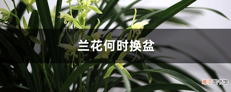 兰花何时换盆