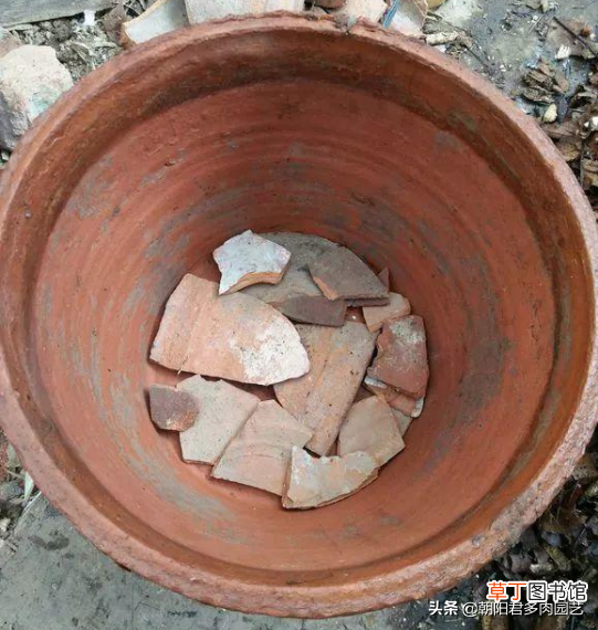 君子兰烂根怎么办 君子兰烂根，两招帮你救活