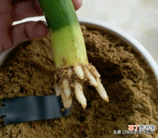 君子兰烂根怎么办 君子兰烂根，两招帮你救活