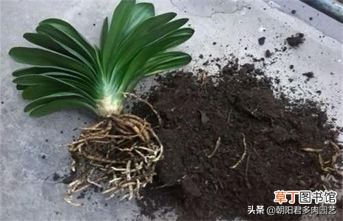 君子兰烂根怎么办 君子兰烂根，两招帮你救活