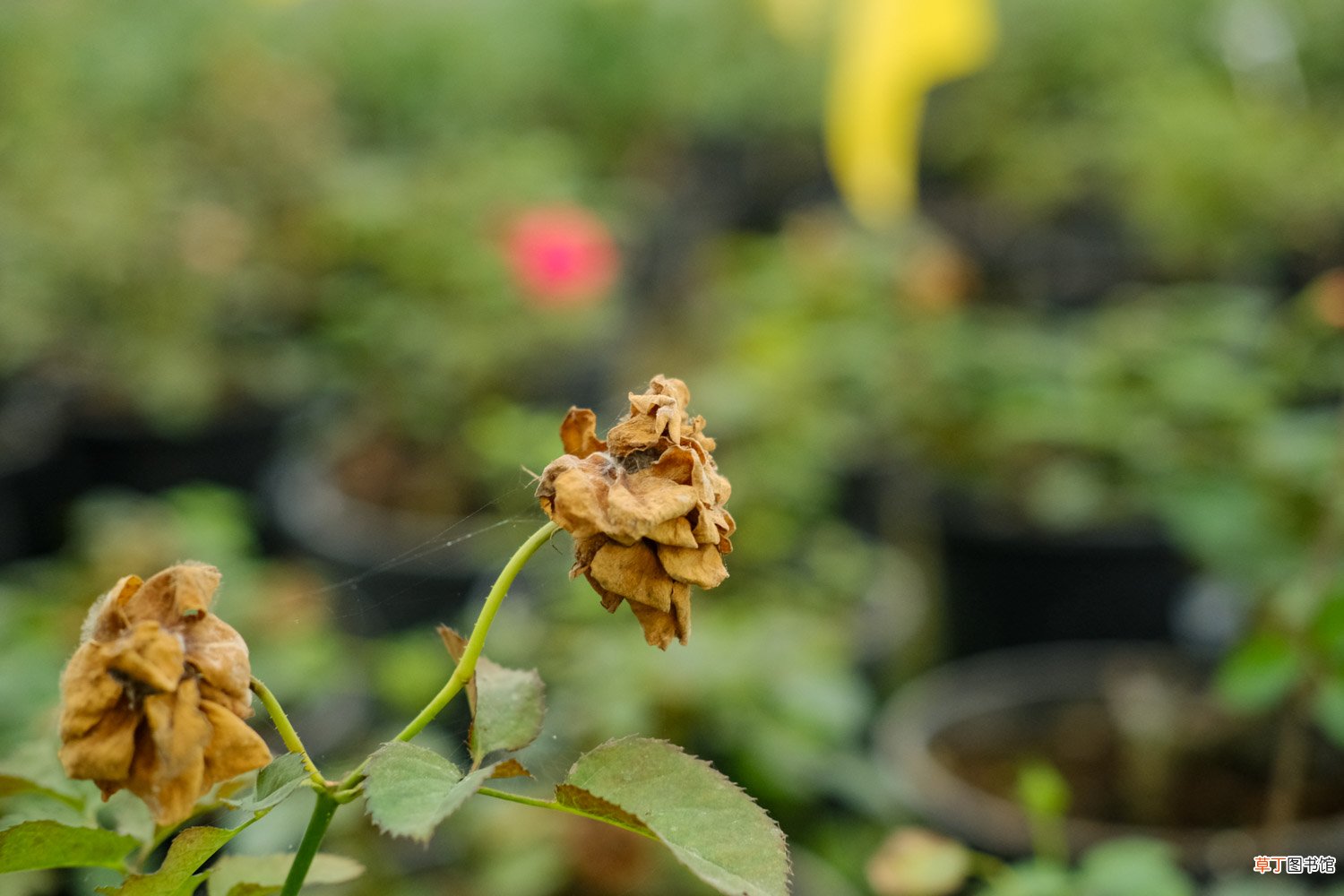 月季花冬季怎么修枝