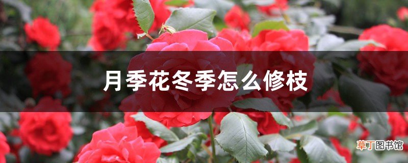 月季花冬季怎么修枝