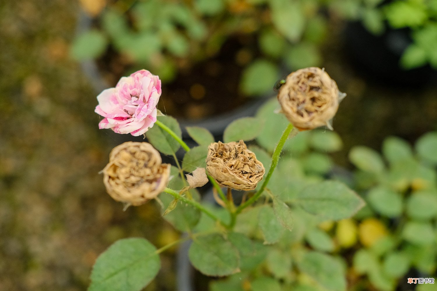 月季花冬季怎么修枝