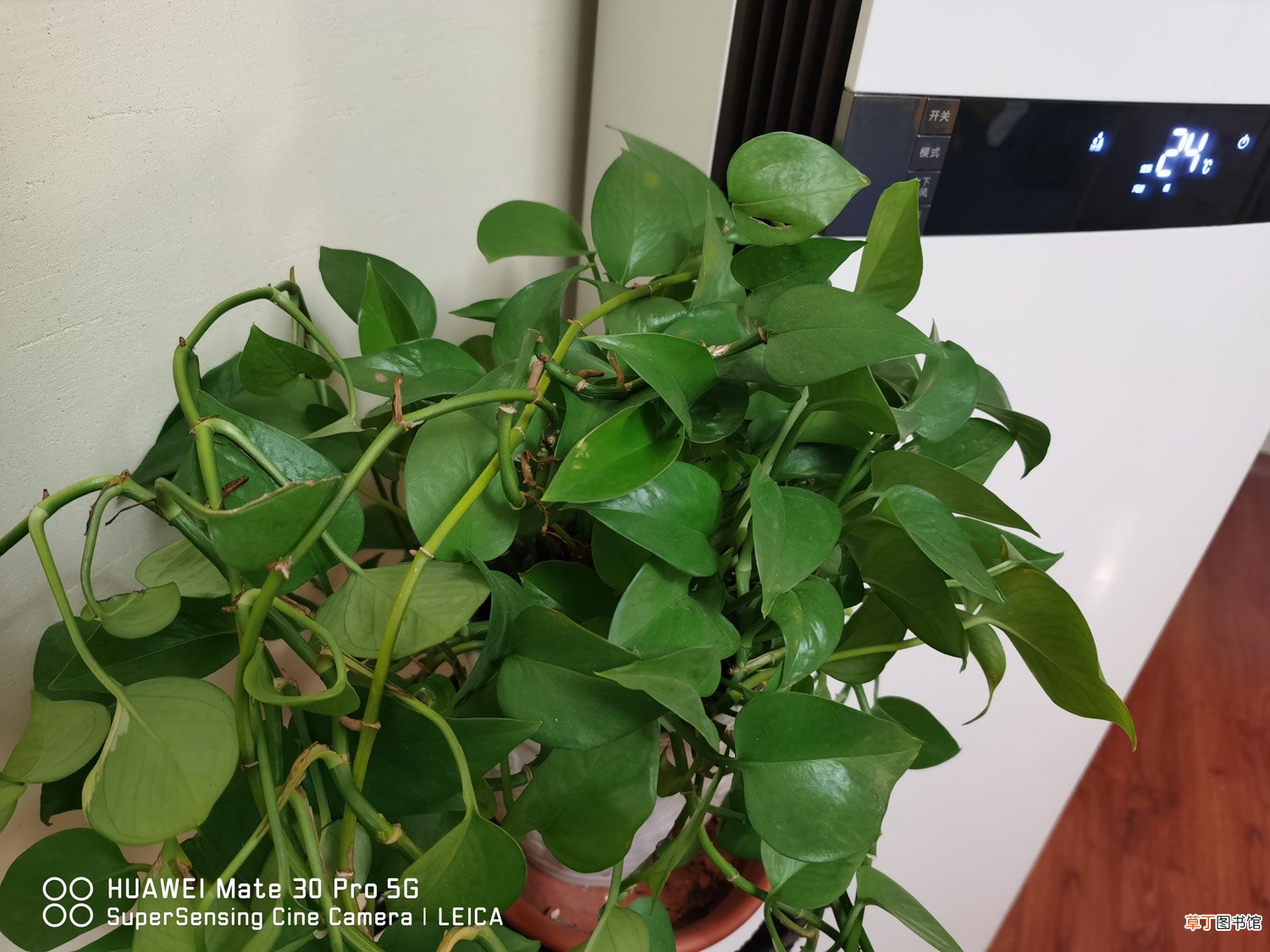 大盆栽绿萝怎么种