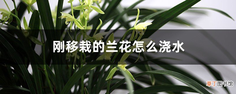 刚移栽的兰花怎么浇水