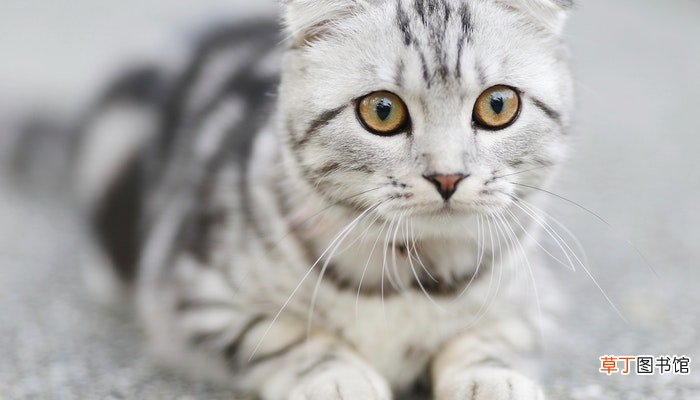 孕妇梦见被猫咬了是什么意思