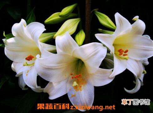 鲜花百合花怎么养水里 水养百合花的方法技巧