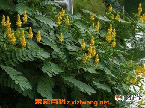 翅荚决明的功效与作用 翅荚决明的副作用