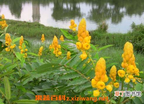 翅荚决明的功效与作用 翅荚决明的副作用