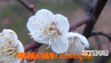 白梅花的功效与作用 吃白梅花的好处