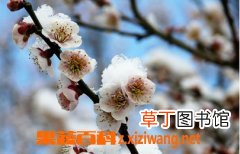 白梅花的功效与作用 吃白梅花的好处