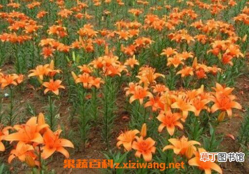 百合花怎么种植 百合花的种植技巧和注意事项