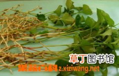 新鲜鱼腥草吃法方法