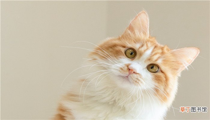 梦见被猫咬住不松口
