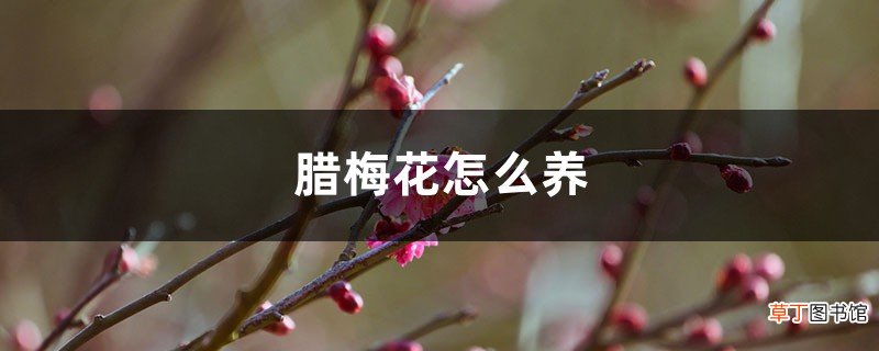 腊梅花怎么养