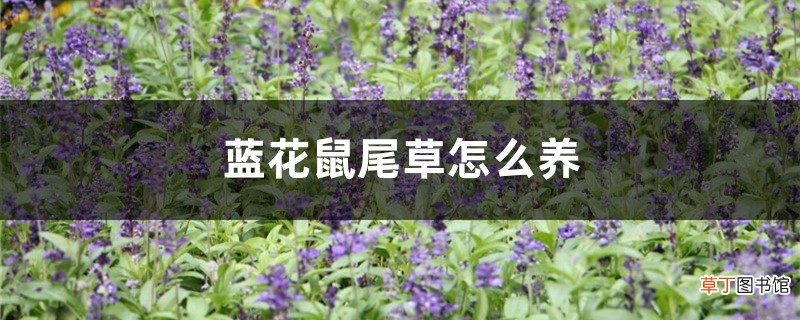蓝花鼠尾草怎么养
