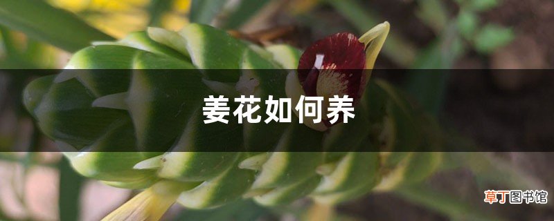 姜花如何养