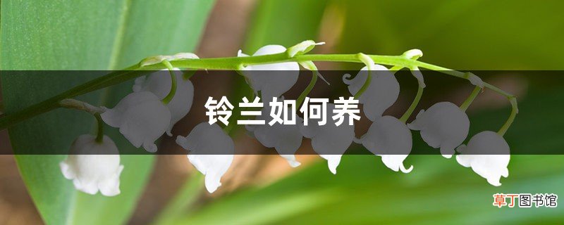 铃兰如何养