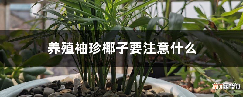 养殖袖珍椰子要注意什么