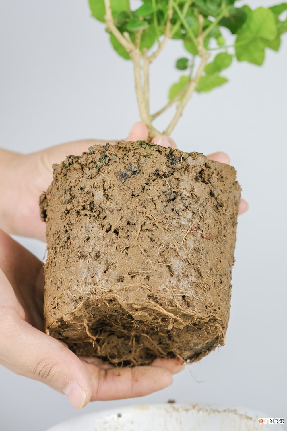 如何种植茉莉花
