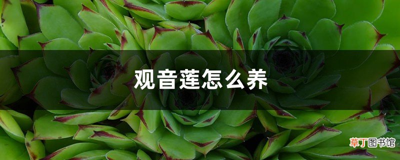 观音莲怎么养