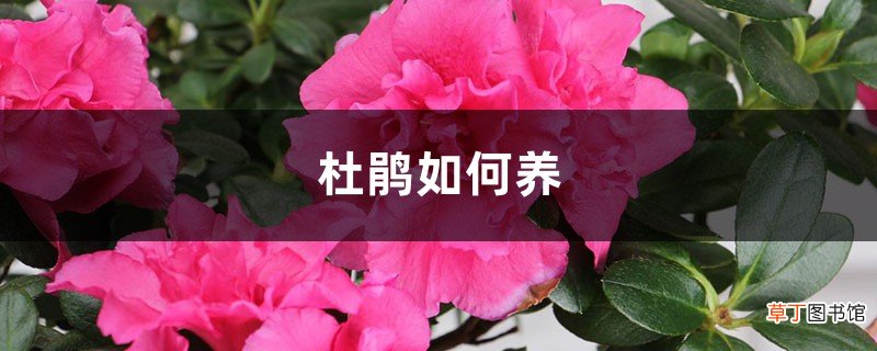 杜鹃如何养
