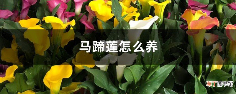 马蹄莲怎么养
