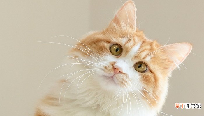 梦见一只小猫什么预兆