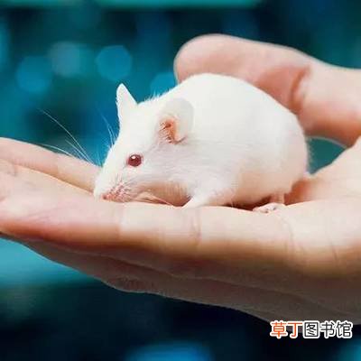 美国疫情最新消息 美国实验室感染致命病毒小白鼠失踪